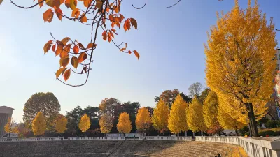 경희대 단풍이에요