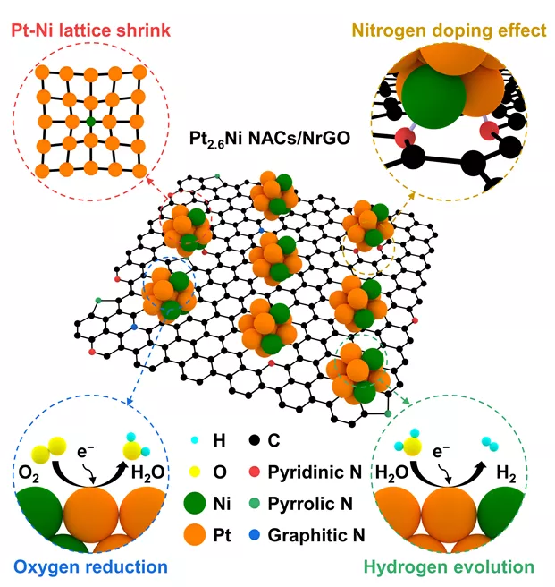 산소 환원과 수소 생산에 대한 합성된 촉매 (Pt2.6Ni NACs/NrGO)의 모식도. 백금-니켈 나노 합금 클러스터 형성 과정에서 격자 수축이 일어나며, 그래핀 지지체에 질소 도핑 시 질소와 나노 합금 클러스터가