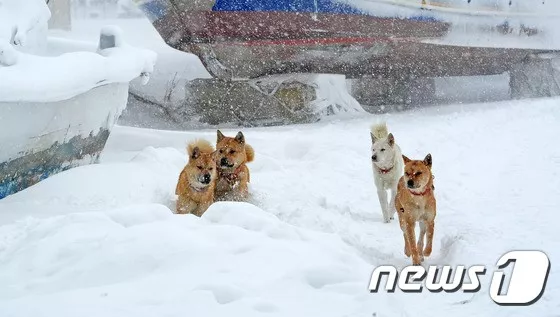 전주를 비롯한 전북지역 전역에 30cm안팎의 폭설이 내린 24일 오전 전북 군산시 비응항에서 개들이 눈 쌓인 인도를 뛰어다니고 있다. (사진은 기사 내용과 무관함)  2016.1.24/뉴스1 ⓒ News1 김대웅 기