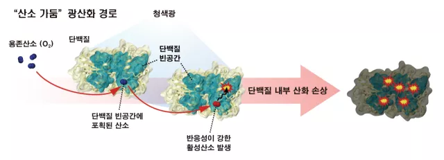 항산화 시스템을 피해 세포 단백질을 손상시키는 산소 가둠 경로. 연구그림=유니스트