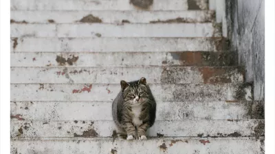 길고양이 통통해