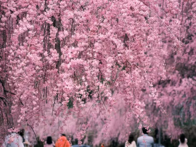 수양벚꽃.