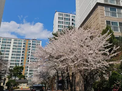 아파트 단지내 벗꽃