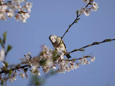 밀화부리 오색 딱따구리