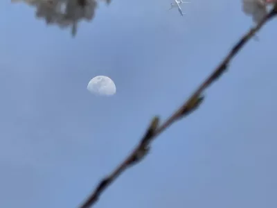 벚나무와 달과 여객기