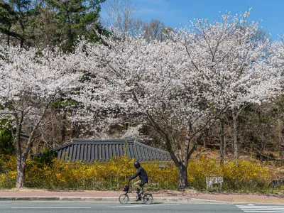 2025. 4. 1. 경주의 벚꽃...