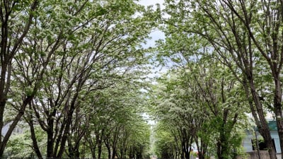 전주 팔복동 이팝나무