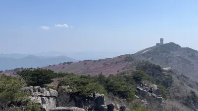 대구 비슬산 참꽃입니다