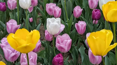 튤립 Tulips