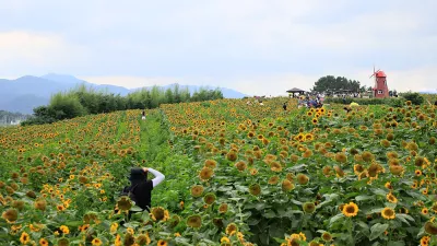 해바라기