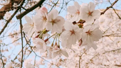 요즘 흔한 벚꽃