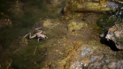 산개구리