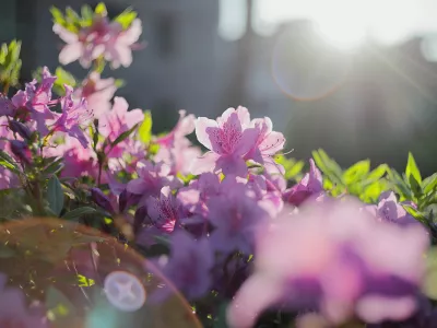 산철쭉