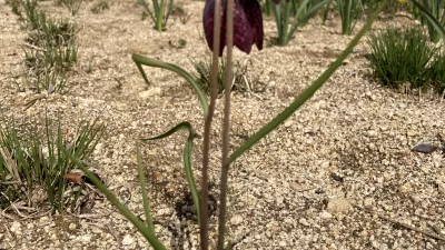 멸종 위기에 처한 야생화, Fritillaria meleagris