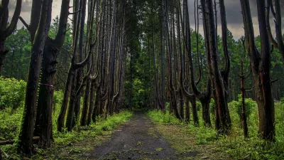 비밀의 숲.. 제주..